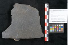 Foto (Objekt + Etikett) von Sigillaria sp. (NHMW-GEO-2024-0188-11215)